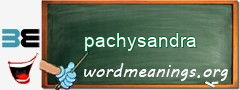 WordMeaning blackboard for pachysandra